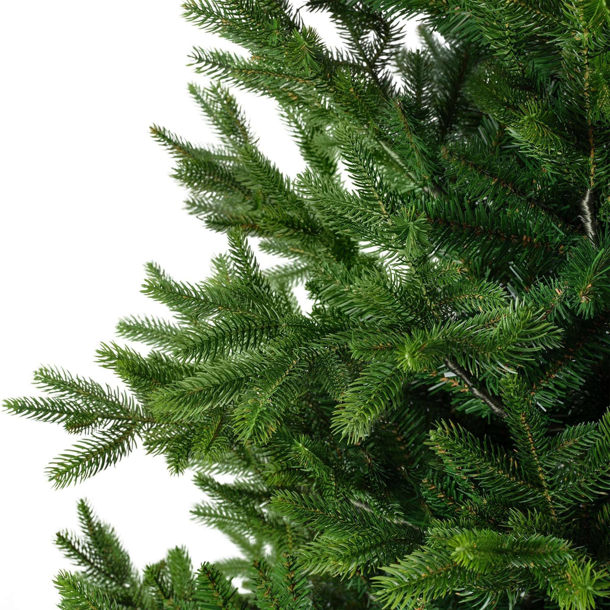 Premium Nordmanntanne – 240 cm