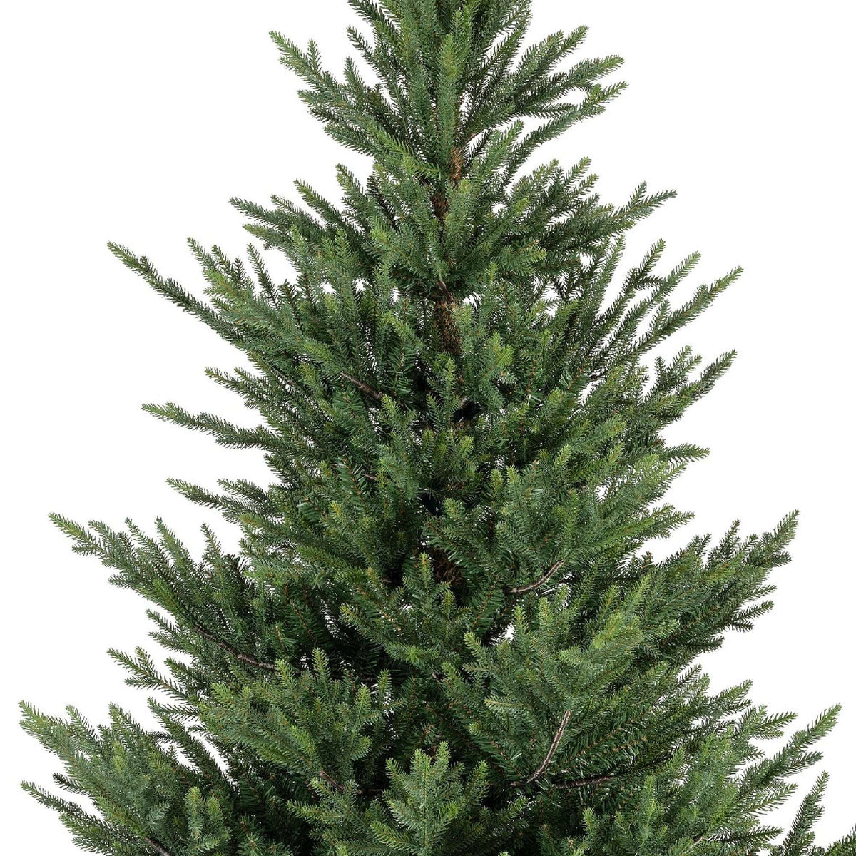 Premium Norway Tanne – 240 cm